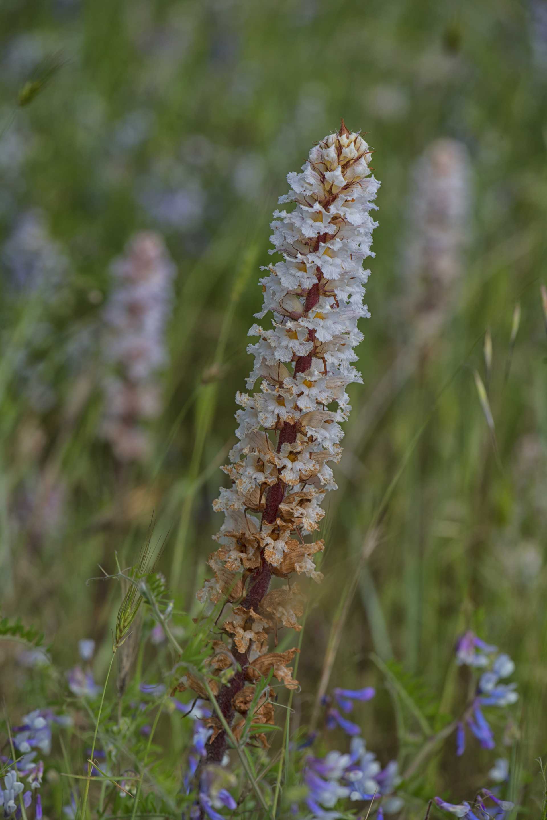 L''orobanche, la pianta strozza-legumi